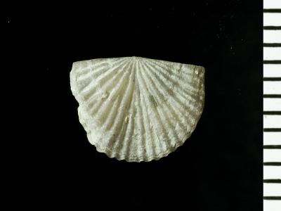 https://files.geocollections.info/large/91/00/9100ee5a-476c-4ce1-99d5-34aff84e70ba.jpg