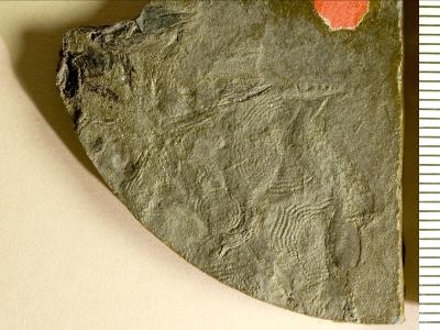https://files.geocollections.info/large/91/24/912470d4-3977-4d28-89d1-42ad5b3eca2e.jpg