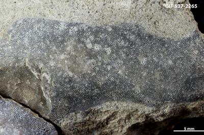 https://files.geocollections.info/large/91/29/91294b54-f991-4b58-9956-b8b65cbc3f1c.jpg