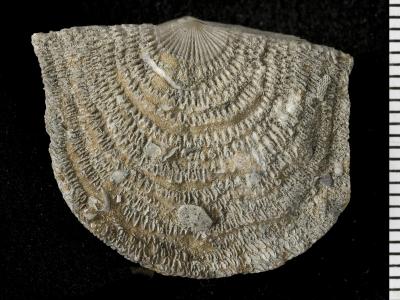 https://files.geocollections.info/large/91/6f/916f7967-d4aa-4b98-8950-ed35fd98b4bb.jpg