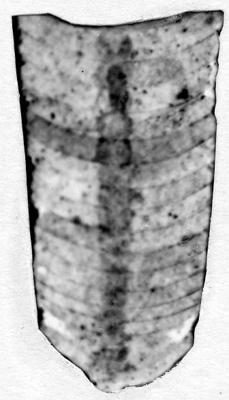 https://files.geocollections.info/large/91/7d/917d70b3-4aac-48fb-b5e8-e03458de9c55.jpg