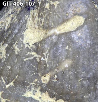 <i>Trypanites isp.</i><br />Kõrgessaare outcrop,  m, Vormsi Stage