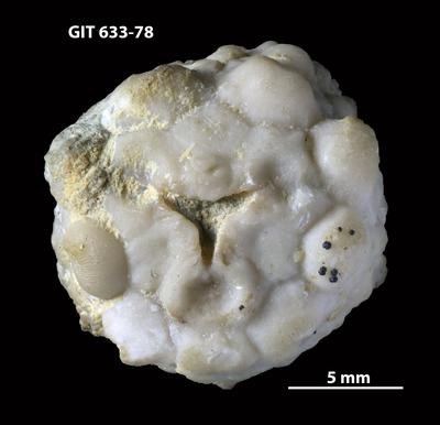 https://files.geocollections.info/large/91/91/919148fd-8c04-45db-b0e9-954229f69566.jpg