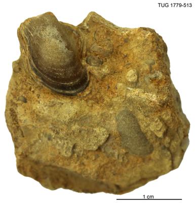 https://files.geocollections.info/large/91/9f/919f3d67-2d61-44e2-82ea-e47630079e50.jpg