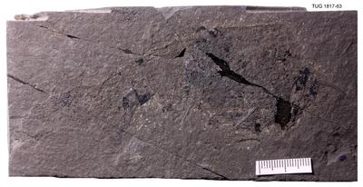 https://files.geocollections.info/large/91/a8/91a83cc7-553c-4c57-bc43-ab9a105ea76e.jpg