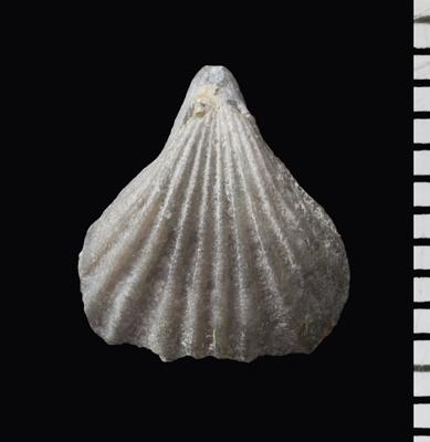 https://files.geocollections.info/large/91/b8/91b80919-9680-42b2-b8a6-8502593e6975.jpg