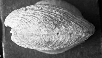 https://files.geocollections.info/large/91/d6/91d63476-bcd3-47b0-9077-f968fb8d8d67.jpg