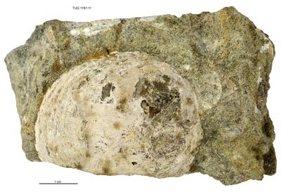 https://files.geocollections.info/large/91/e3/91e38558-57cf-4443-9120-e3e0dc15456c.jpg