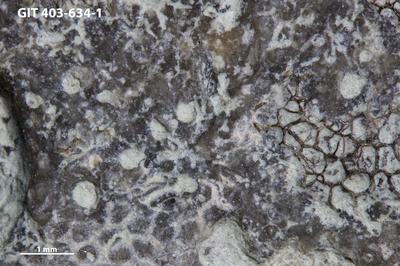 <i></i><br />Ohesaare cliff,  m, Ohesaare Stage