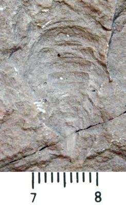 https://files.geocollections.info/large/92/42/9242563d-ef74-4433-821f-da2d1a98a150.jpg