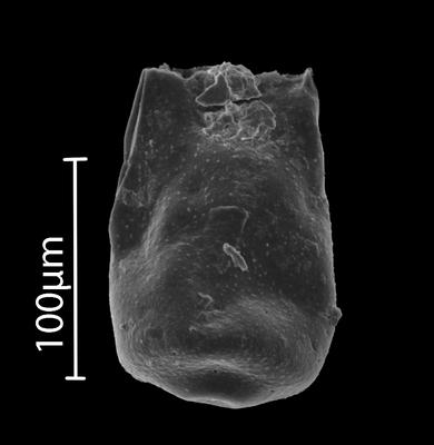 <i><i>Eisenackitina</i></i><br />Bebirva 111 borehole, 1024.45 m, Ludfordian (902-17)