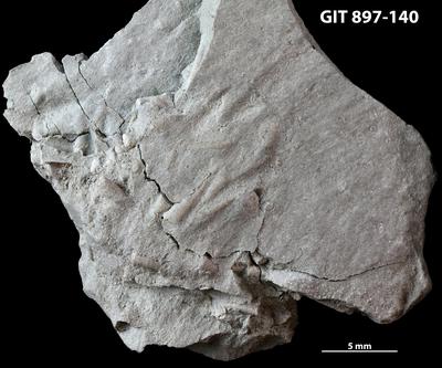 https://files.geocollections.info/large/92/6f/926fa7ca-3a55-4005-9a4d-0549668edfe6.jpg