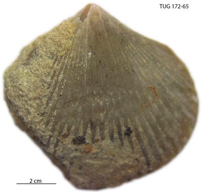 https://files.geocollections.info/large/92/70/92707455-33f2-4daa-adaa-997ee9f1af7b.jpg