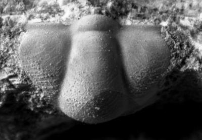 https://files.geocollections.info/large/92/7f/927fae55-de57-482f-a136-a17a71055d28.jpg