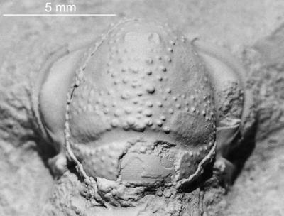 https://files.geocollections.info/large/92/96/9296efa4-4a0a-4676-8f68-3073fb89ea62.jpg