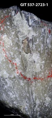 <i>Trypanites isp.</i><br />Paluküla,  m, Vormsi Stage