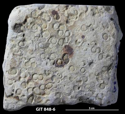 <i></i><br />Põõsaspea cliff, outcrop of Kinnekulle bentonite,  m, Recent