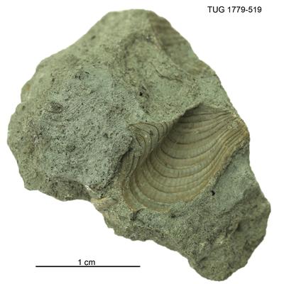 https://files.geocollections.info/large/92/e9/92e9d9a2-fa69-4d3c-bdf5-f9d9b8a7cd90.jpg