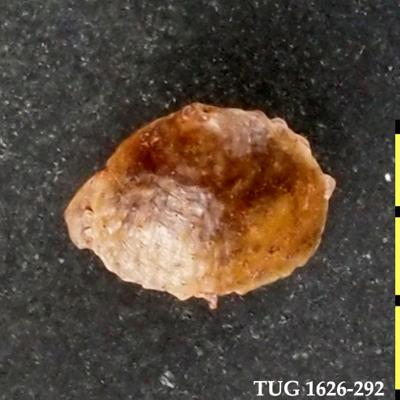 https://files.geocollections.info/large/92/f6/92f61e59-0c9e-45d4-b02c-6f6878addd21.jpg