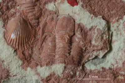 https://files.geocollections.info/large/92/f9/92f9f257-9f01-406c-9303-2a3ab8abefe5.jpg