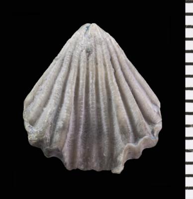 https://files.geocollections.info/large/92/ff/92ff6b9b-50a7-46af-812f-5179a613e243.jpg