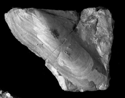 https://files.geocollections.info/large/93/23/93238fee-f524-4566-882f-4cc0703f735f.jpg