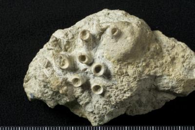 https://files.geocollections.info/large/93/2c/932cadcd-809e-4def-bed3-c02ef1b9c8b6.jpg