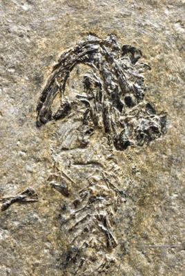 https://files.geocollections.info/large/93/35/93352488-68da-408f-8cd3-c44b9a2f96ad.jpg