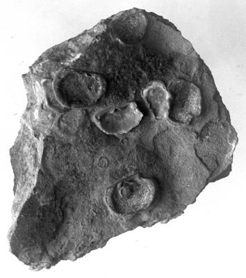 https://files.geocollections.info/large/93/38/933872b4-49ab-4bef-9739-50a12dac85a2.jpg