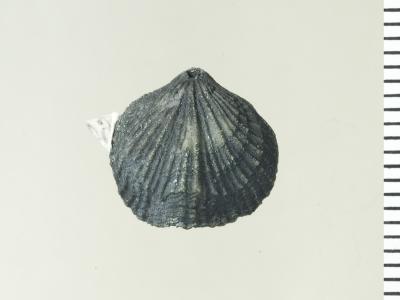 https://files.geocollections.info/large/93/40/9340ce2d-1497-40d6-9690-f8e5bd315982.jpg
