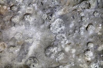 <i>Trypanites isp.</i><br />Vasalemma quarry,  m, Keila Stage