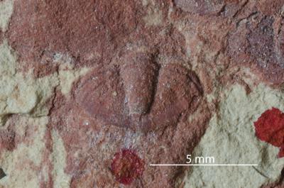 https://files.geocollections.info/large/93/54/935483df-c8eb-4992-9383-0d68562afca6.jpg