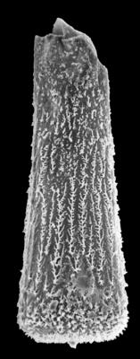 <i><i>Hercochitina</i> | Hercochitina aff. spinetum Melchin et Legault, 1985</i><br />Männamaa F-367 borehole, 156.85 m, Keila Stage (545-2)