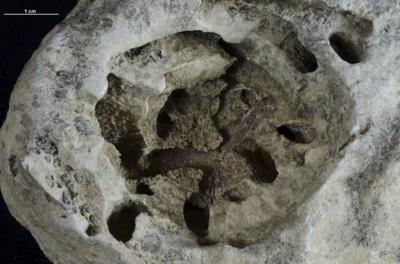 <i></i><br />Hirmuse creek outcrop,  m, Haljala Stage