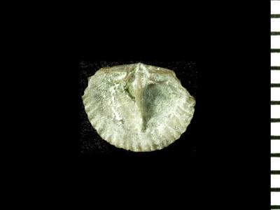 https://files.geocollections.info/large/93/b5/93b55d50-324b-4122-a7f1-37c0ae28eadd.jpg