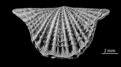 https://files.geocollections.info/large/93/c5/93c5a308-a0d2-4bd3-95c8-f20989f7960d.jpg