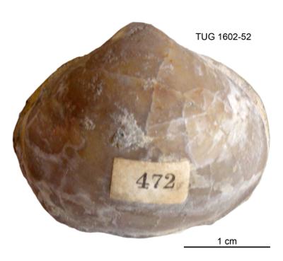 https://files.geocollections.info/large/93/cd/93cd8bc4-8cd6-4354-aac9-b9c708ed4be3.jpg
