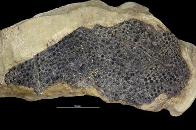 https://files.geocollections.info/large/93/cf/93cfb5b3-7769-4c1a-8d51-991f5bd6a72e.jpg