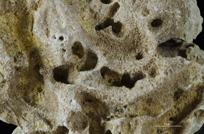 <i></i><br />Hirmuse creek outcrop,  m, Haljala Stage