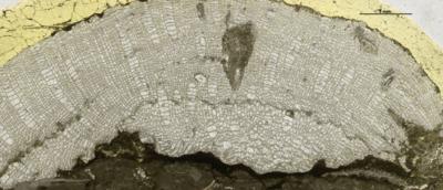 https://files.geocollections.info/large/94/2e/942e9335-36c2-4d84-99d6-152e5d968ce1.jpg