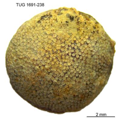 https://files.geocollections.info/large/94/33/94330f30-9f72-4278-942b-7a382ee97df1.jpg