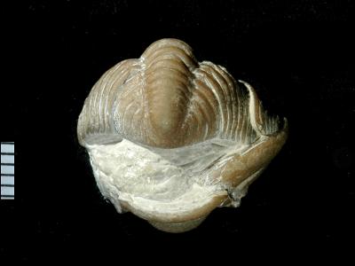 https://files.geocollections.info/large/94/35/9435db95-304a-4077-b512-21421d807bf6.jpg