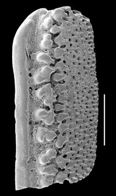 https://files.geocollections.info/large/94/5d/945d0d96-ac98-4785-aa85-5969c6c369bc.jpg