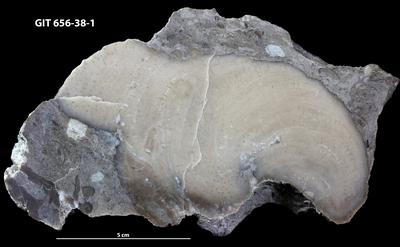 https://files.geocollections.info/large/94/82/9482e1eb-2cda-4f92-bb0f-c05921076816.jpg