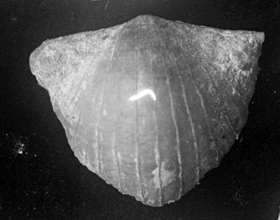 https://files.geocollections.info/large/94/a4/94a43af8-f191-4112-8d9c-81d20c6fd0dc.jpg