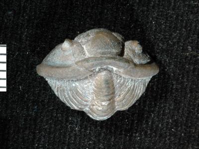 https://files.geocollections.info/large/94/a5/94a5e593-d500-4aaa-927a-6f1cd85ad7c8.jpg