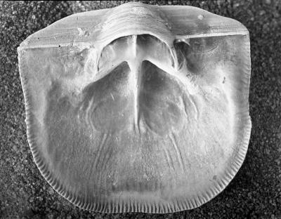https://files.geocollections.info/large/94/ad/94adcc1a-d9c9-4cd5-8d04-485bc98e344d.jpg