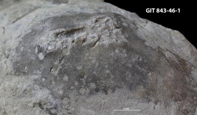 <i>Trypanites isp.</i><br />Saxby shore,  m, Vormsi Stage