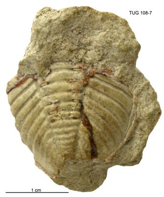 https://files.geocollections.info/large/94/ee/94eea3f3-6d15-41fd-9e11-7a935a0fba99.jpg