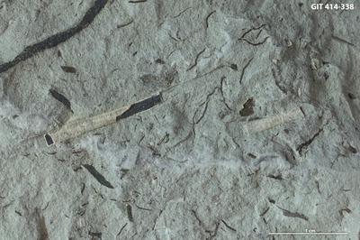 https://files.geocollections.info/large/95/01/95017ff1-ffe5-418f-9128-783fec4ddcc2.jpg
